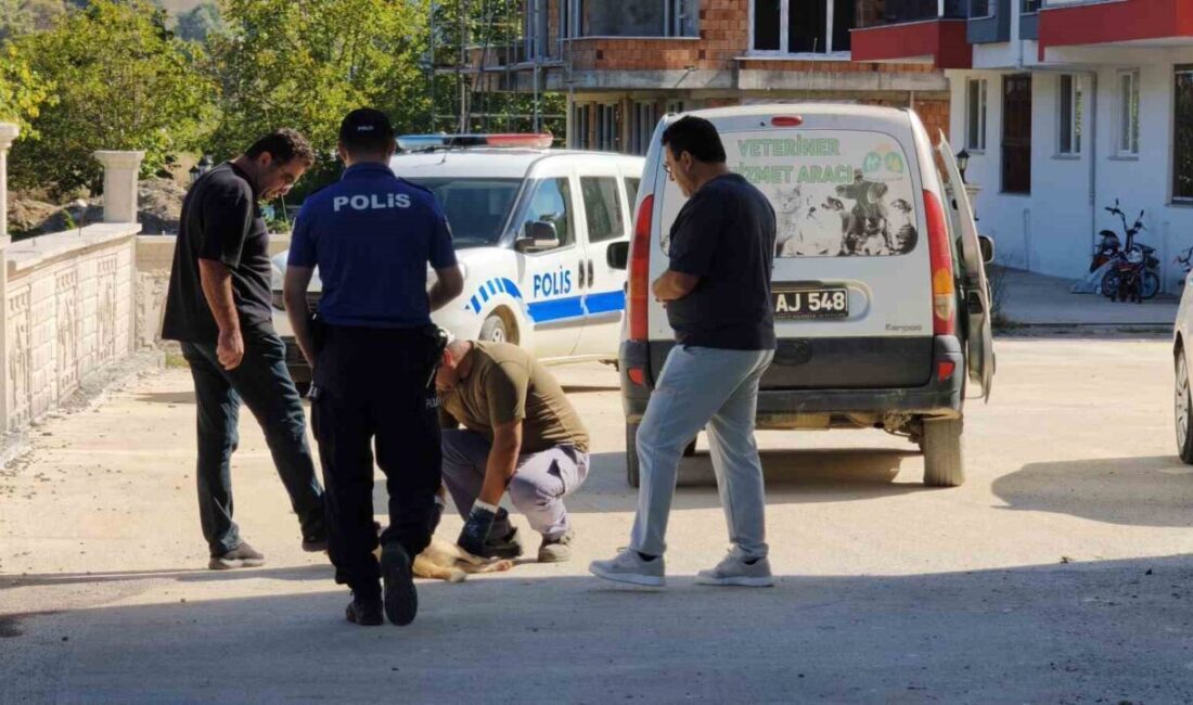 Erfelek ilçesinde, Sinop’ta, Merkez Mahallesi Yeşilova Caddesi’nde bir sokak köpeği,