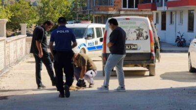 Erfelek ilçesinde, Sinop’ta, Merkez Mahallesi Yeşilova Caddesi’nde bir sokak köpeği,