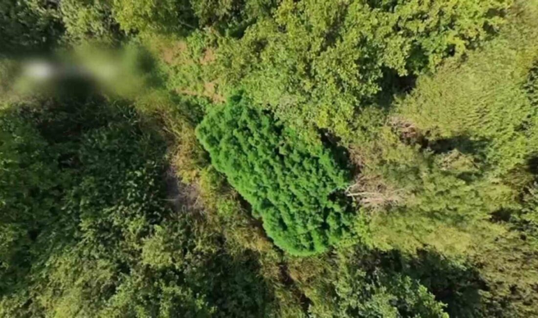 Sakarya’nın Karasu ilçesinde jandarma tarafından yürütülen bir operasyonda, tarlada yetiştirilen