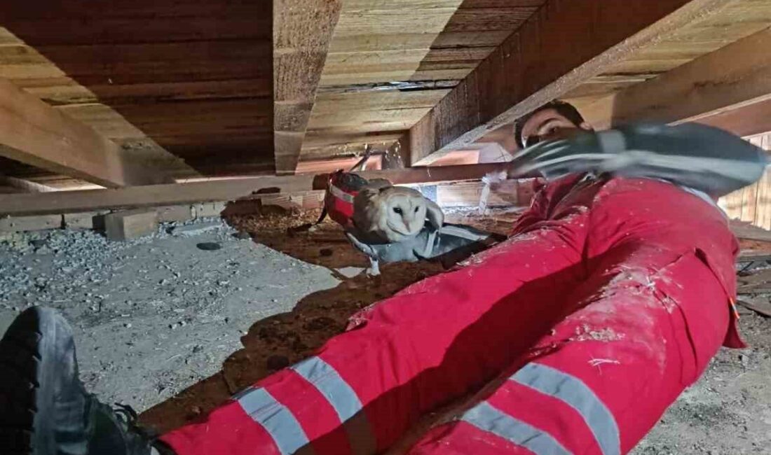 Hatay ilinde bir evin çatı katında mahsur kalan peçeli baykuş,