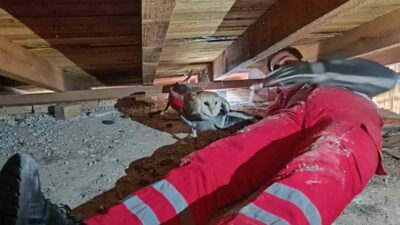 Hatay ilinde bir evin çatı katında mahsur kalan peçeli baykuş,