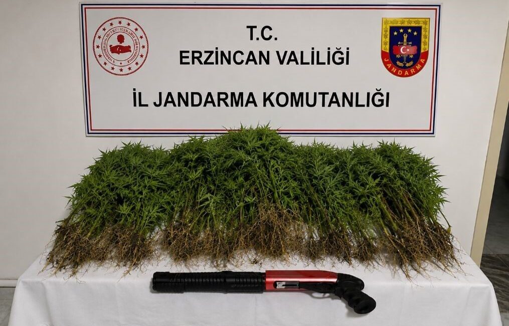 Erzincan’ın Tercan ilçesinde jandarma tarafından gerçekleştirilen uyuşturucu operasyonunda 174 kök