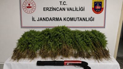 Erzincan’ın Tercan ilçesinde jandarma tarafından gerçekleştirilen uyuşturucu operasyonunda 174 kök