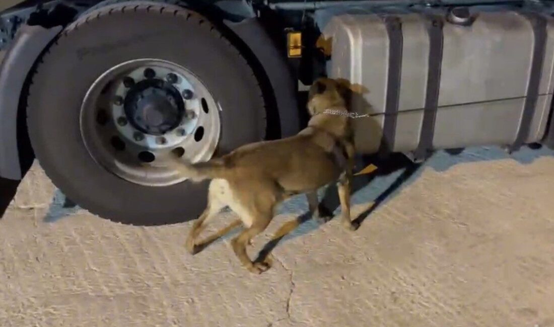 Samsun’un Havza ilçesinde, polis ekipleri tarafından gerçekleştirilen operasyonda narkotik köpek