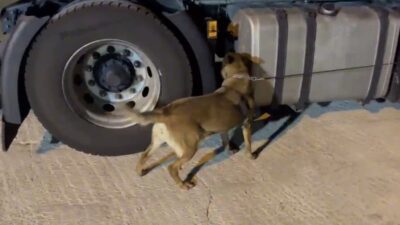 Samsun’un Havza ilçesinde, polis ekipleri tarafından gerçekleştirilen operasyonda narkotik köpek