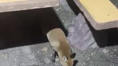 Bir tilkinin Uludağ’da yiyecek ararken vatandaşların yanına kadar geldiği anlar