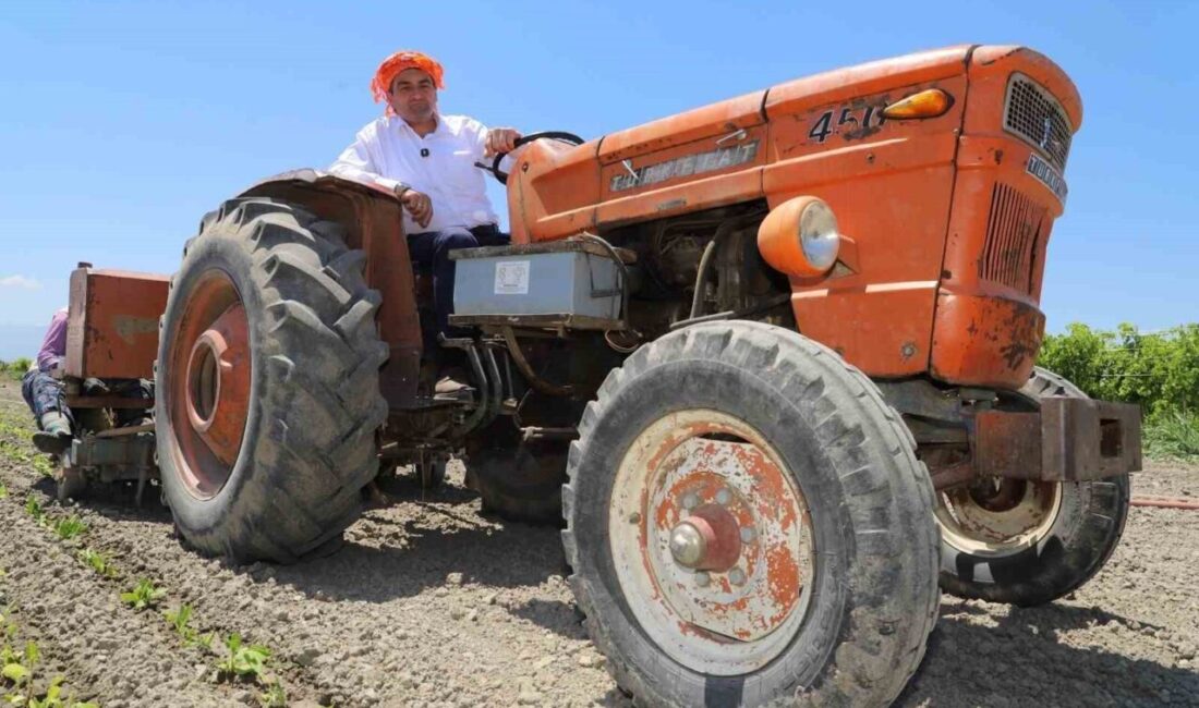 Saruhanlı Belediye Başkanı Ekrem Cıllı, üzüm hasadı esnasında elini makineye