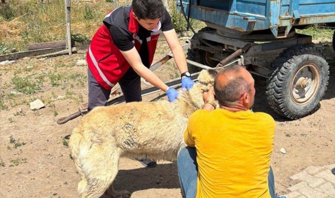 Yozgat Valiliği, il genelinde sahipli köpeklerin kuduz aşılarını yaptırıp mikroçip
