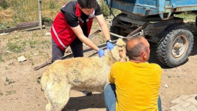 Yozgat Valiliği, il genelinde sahipli köpeklerin kuduz aşılarını yaptırıp mikroçip