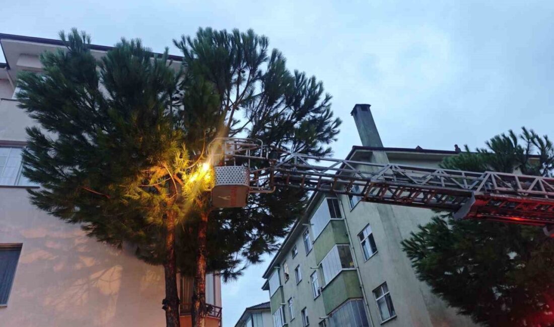 Bartın’da sağanak yağış altında kaçan kedinin kurtarılma hikayesi… Bartın Belediyesi