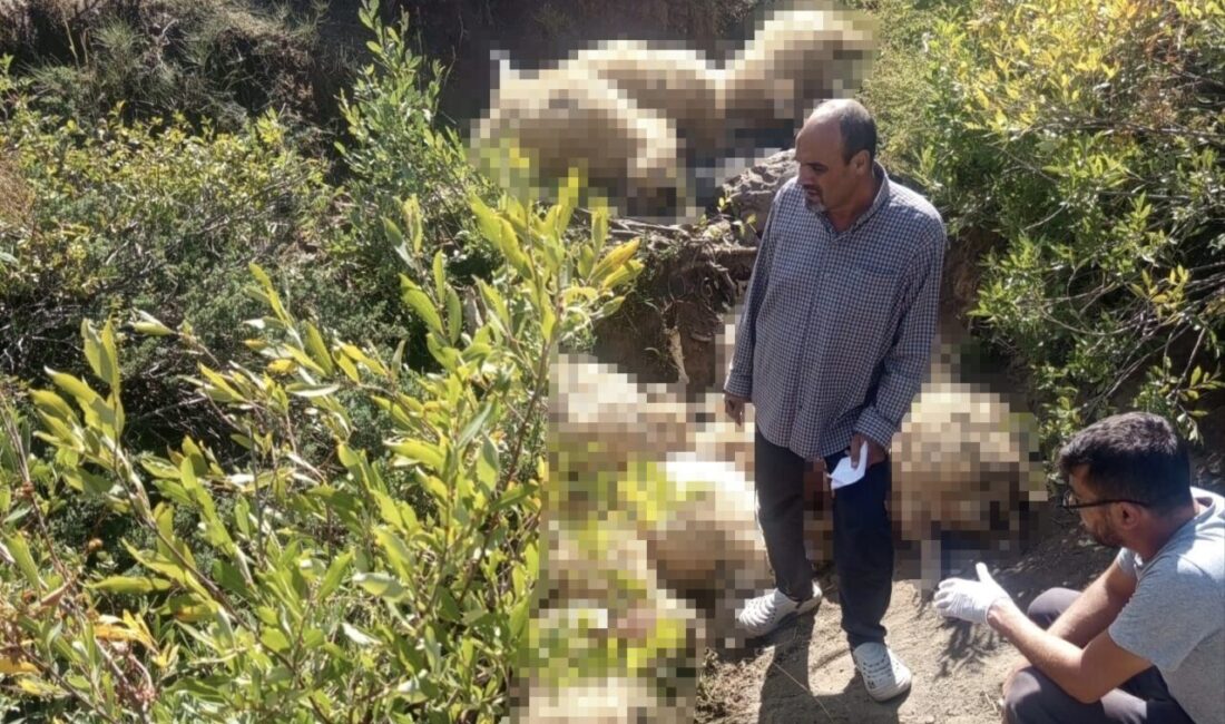 Tunceli’nin Ovacık ilçesinde, Işıkvuran Yaylası’nda yayla hayvanlarını otlatan bir üreticinin