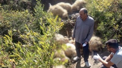 Tunceli’nin Ovacık ilçesinde, Işıkvuran Yaylası’nda yayla hayvanlarını otlatan bir üreticinin