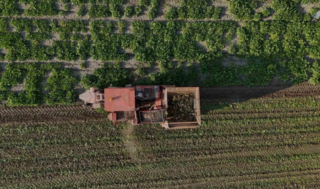 Yozgat’ta şeker pancarı hasadı başladı. Battal köyünde, çiftçiler uzun bir