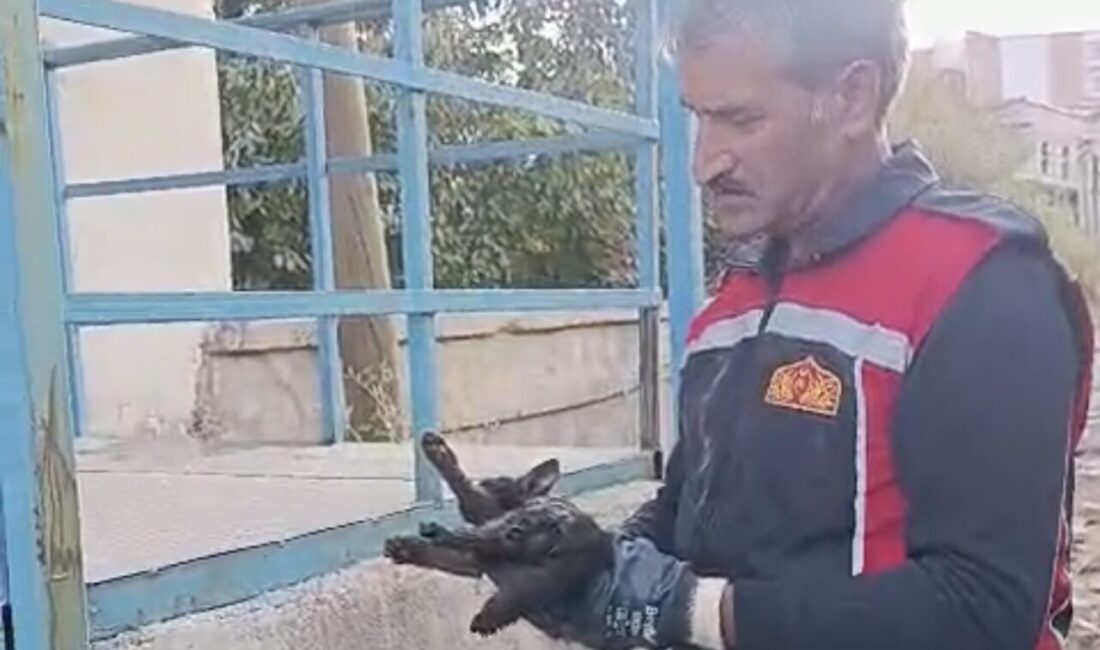 Yüksekova ilçesinde bir aracın motor bölümünde mahsur kalan kedi, itfaiye