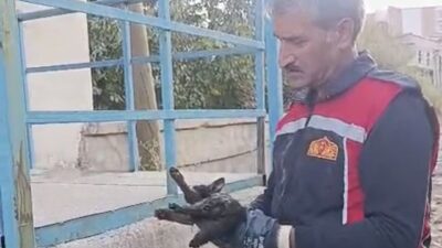 Yüksekova ilçesinde bir aracın motor bölümünde mahsur kalan kedi, itfaiye