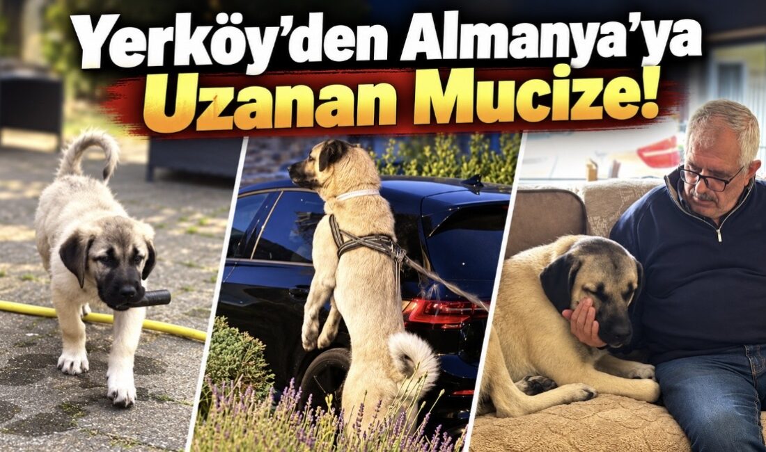 Yozgat’ın Yerköy ilçesinde sokakta bir otomobilin altına sığınmış halde hasta