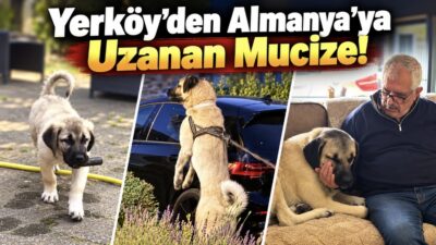 Yozgat’ın Yerköy ilçesinde sokakta bir otomobilin altına sığınmış halde hasta
