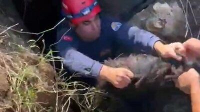 Adana’da çukura düşen keçi, itfaiye ekipleri tarafından kurtarılarak sahibine teslim