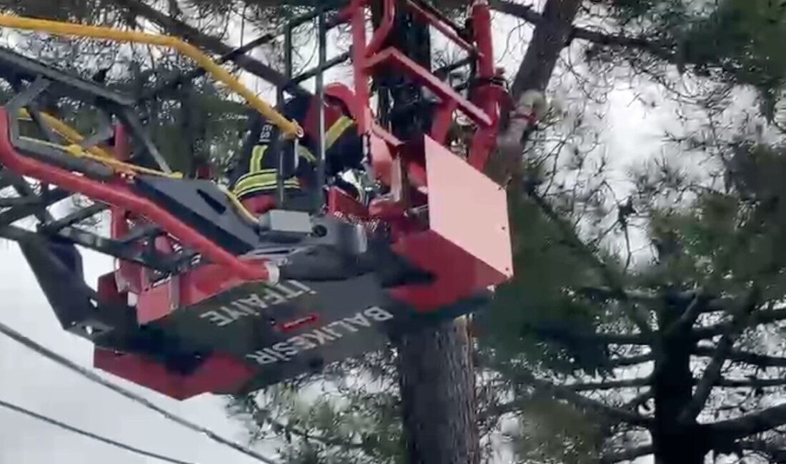 Balıkesir’in Ayvalık ilçesinde çıktığı ağaçtan inemeyen kedi, itfaiye ekiplerinin başarılı
