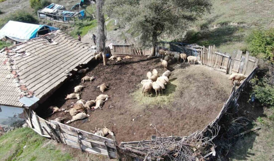 Kurtlar, Kastamonu’daki Hacı Muharrem köyünde bir ağılda 18 koyunu telef