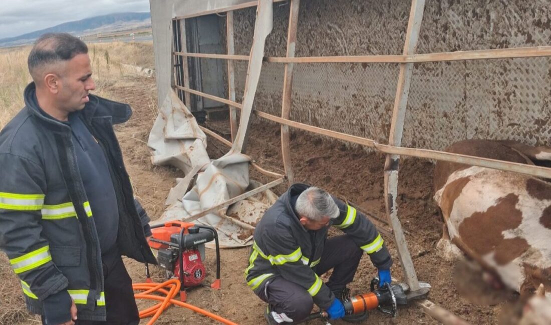 Aksaray’da bir sürücü direksiyon hakimiyetini kaybederek büyükbaş hayvan yüklü tırın