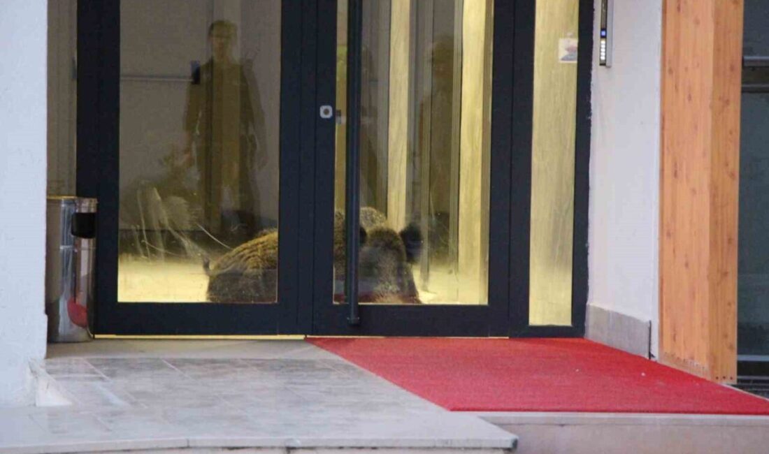 Amasya’nın Göllü Bağları Mahallesi’nde bulunan Meridyenpark Sitesi’nde meydana gelen olayda,
