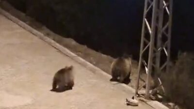 Yozgat’ın Akdağmadeni ilçesinde, anne ayı ve yavrularının çöp konteynerlerinde yiyecek