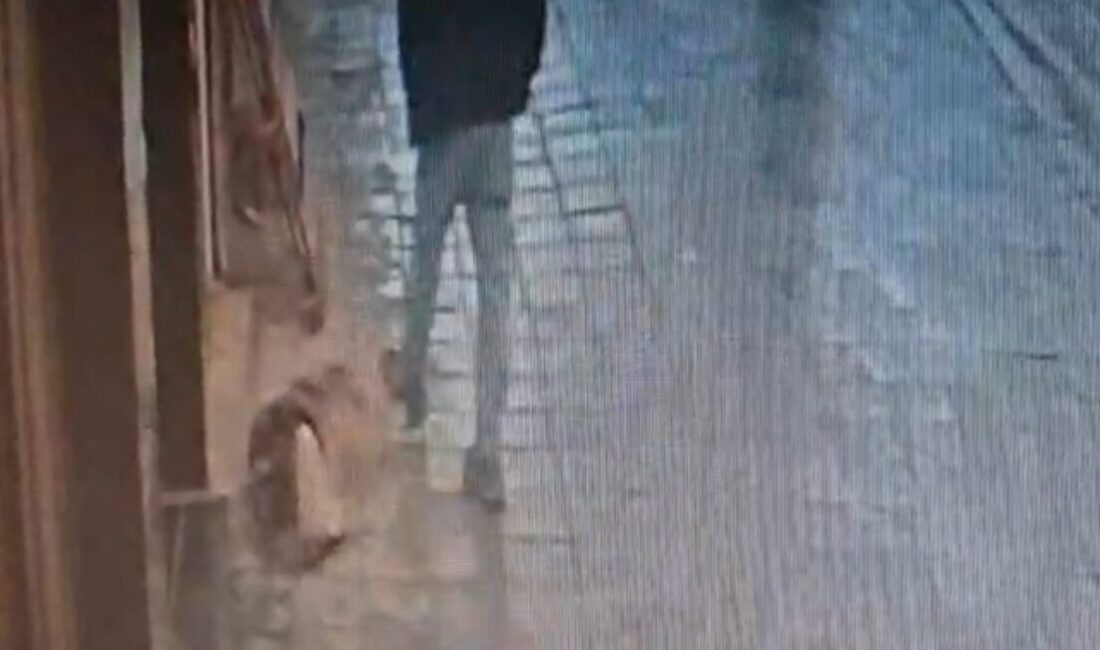 İstanbul Avcılar’da bir dükkan önünde kaldırımda uyuyan köpek, kendisine tekme