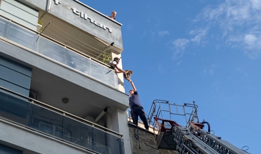 Aydın’ın Efeler ilçesinde evden kaçarak binanın çatı katına saklanan kedi