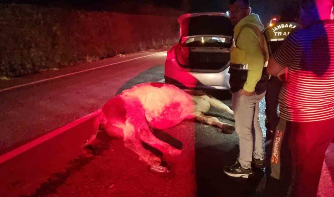 Kozcağız Beldesi’nde meydana gelen bir trafik kazasında, bir otomobil büyükbaş