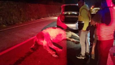 Kozcağız Beldesi’nde meydana gelen bir trafik kazasında, bir otomobil büyükbaş