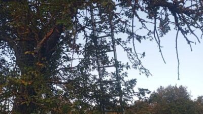 Bilecik’in Pazaryeri ilçesinde, elma toplamak için çıktığı ağaçtan düşen bir