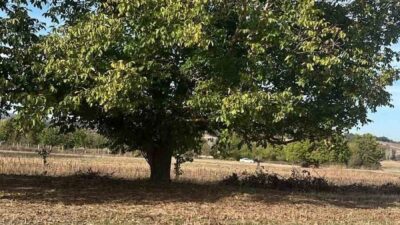 Pazaryeri ilçesinde bir adam, ceviz toplarken yüksekten düşerek hayatını kaybetti.