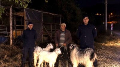 Bilecik’in Söğüt ilçesinde 5 küçükbaş hayvanın kaybolmasıyla ilgili gelişme yaşandı.