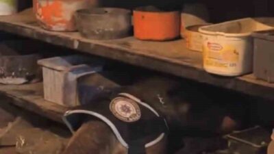 Bingöl’de düzenlenen bir operasyonda, polis ekipleri tarafından 76,12 gram skunk