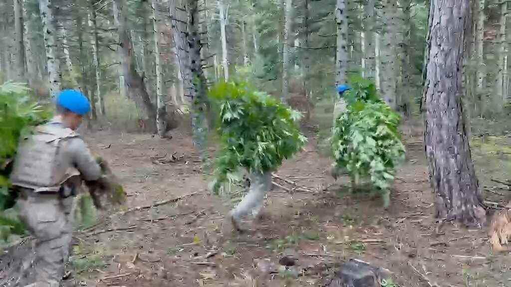 Bolu’da jandarma ekipleri uyuşturucuyla mücadele kapsamında yaptıkları operasyonda ormanlık alanda