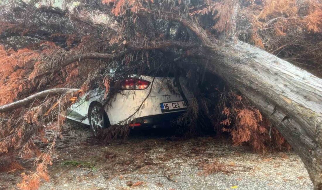 Bursa’da şiddetli yağış nedeniyle devrilen bir ağaç, park halindeki bir