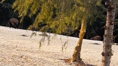 Büyükçekmece’de yiyecek bulmak için kırsal alanlardan yerleşim bölgelerine inen aç