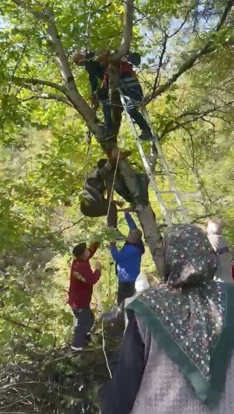 Şavşat ilçesinde bir kişi, ceviz toplamak için ağaca çıktıktan sonra