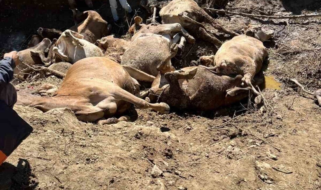 Sivas’ın Koyulhisar ilçesine bağlı Aydınlar köyünde, bir köylünün sahip olduğu