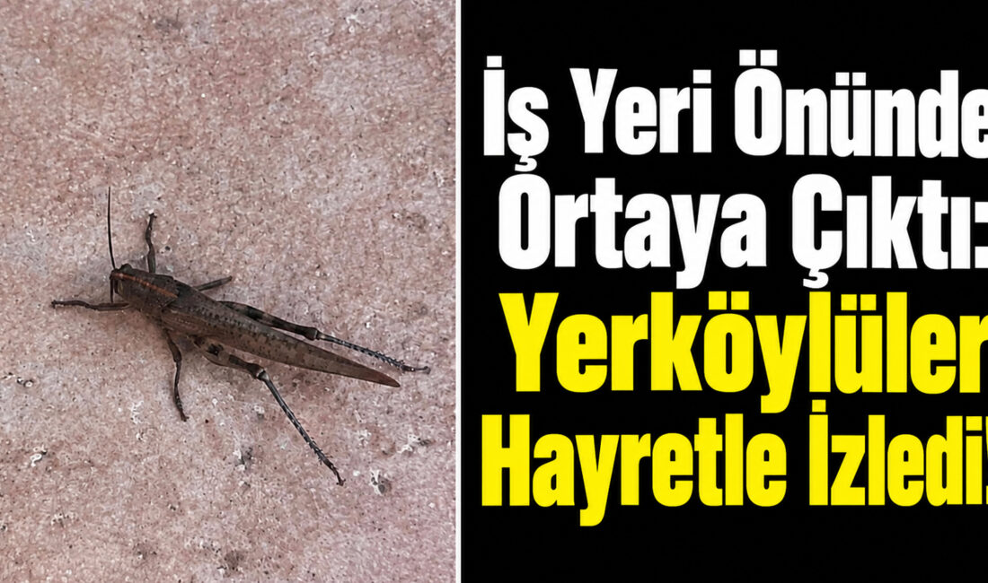 Yozgat’ın Yerköy ilçesinde çarşı merkezindeki bir iş yerinin önünde görülen