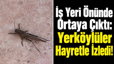 Yozgat’ın Yerköy ilçesinde çarşı merkezindeki bir iş yerinin önünde görülen
