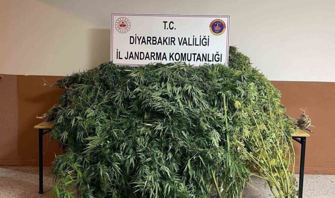 Diyarbakır’da yapılan operasyonlarda, 57.702 kök kenevir bitkisi ile 2 kilo