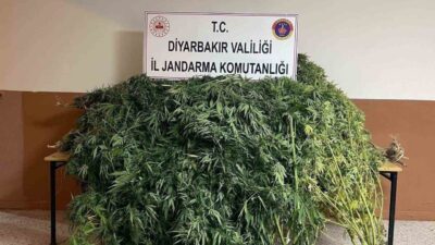 Diyarbakır’da yapılan operasyonlarda, 57.702 kök kenevir bitkisi ile 2 kilo