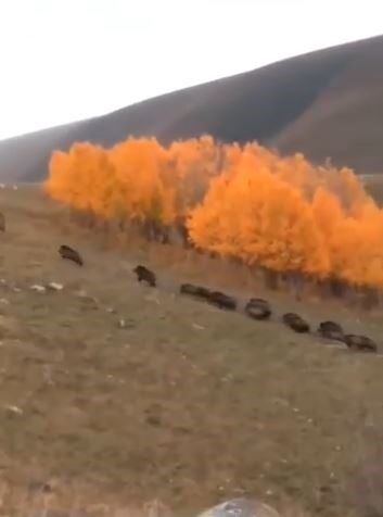 Ardahan’da ormanlık alanın kenarından ilerleyen bir domuz sürüsü, büyükbaş hayvanların
