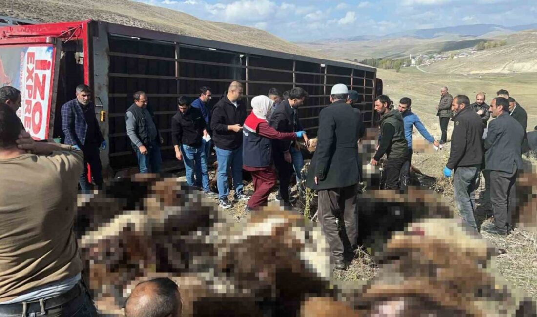 Erzurum’un Tekman ilçesinde, kış dönemi için Siverek ilçesine götürülmek üzere