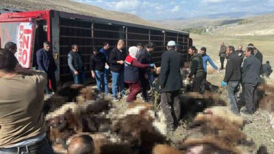 Erzurum’un Tekman ilçesinde, kış dönemi için Siverek ilçesine götürülmek üzere
