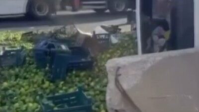 Gaziantep’in Nurdağı ilçesinde mandalina yüklü kamyonun devrilmesi sonucu yaralanan olmazken