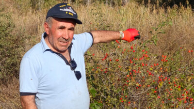 Yozgat’ın Yerköy ilçesinde sonbahar mevsiminin gelmesiyle birlikte dağlarda kendiliğinden yetişen