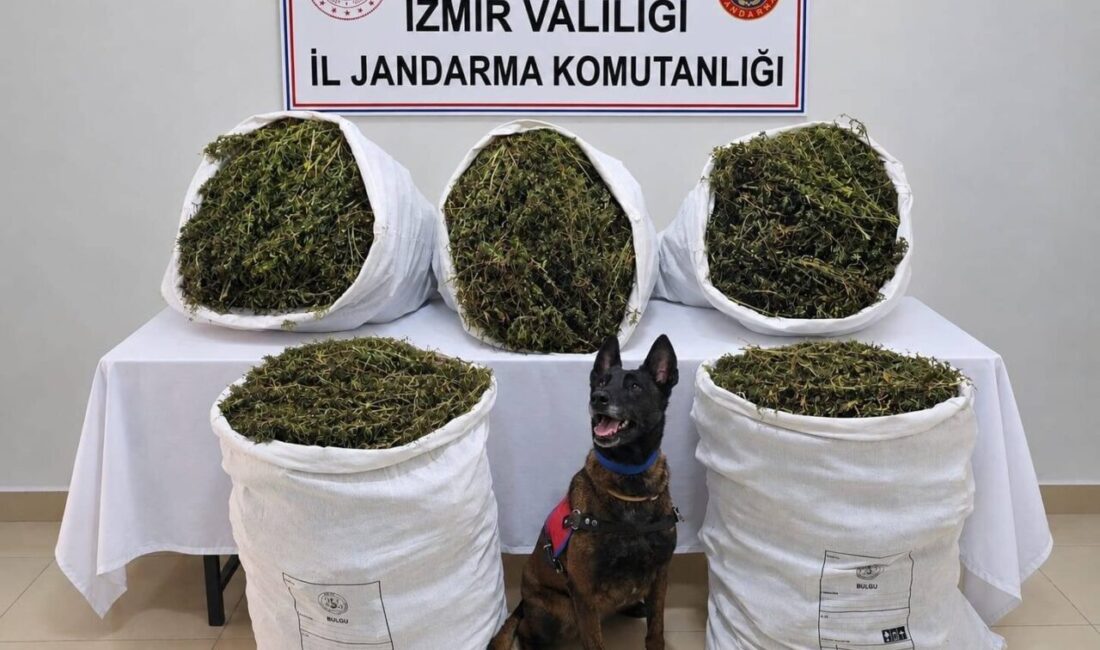 İzmir’in Tire ilçesinde jandarma ekipleri tarafından düzenlenen operasyonda 54 kilo
